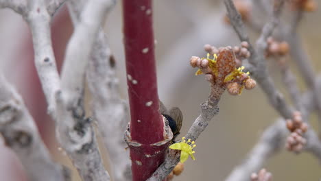 macro: la mosca de la botella se arrastra de la flor amarilla del arbusto cubierta de polen