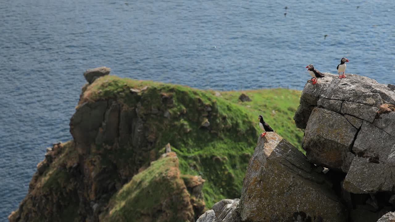 атлантический пуфин (fratercula arctica), на скале на острове рунде (норвегия).