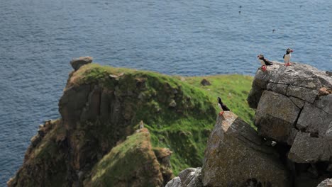 atlantic puffin (fratercula arctica), on the rock on the island of runde (norway).