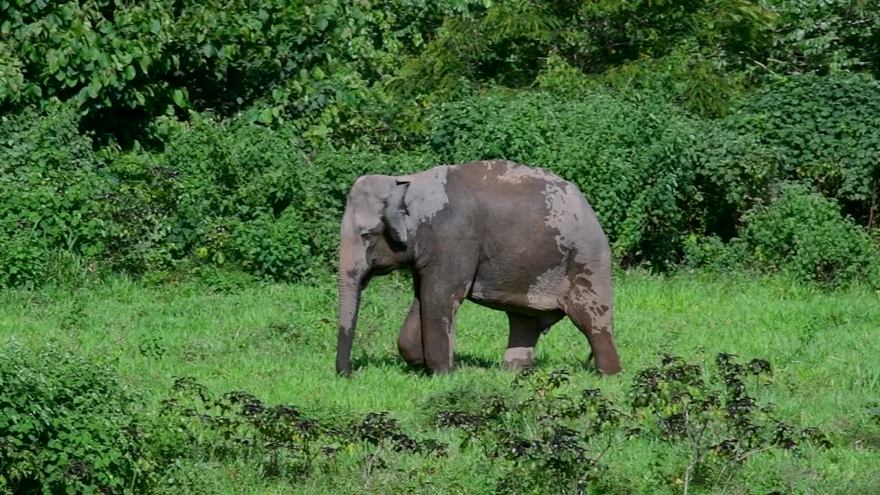 아시아 코끼리는 멸종 위기 종이며 태국 거주자이기도합니다.