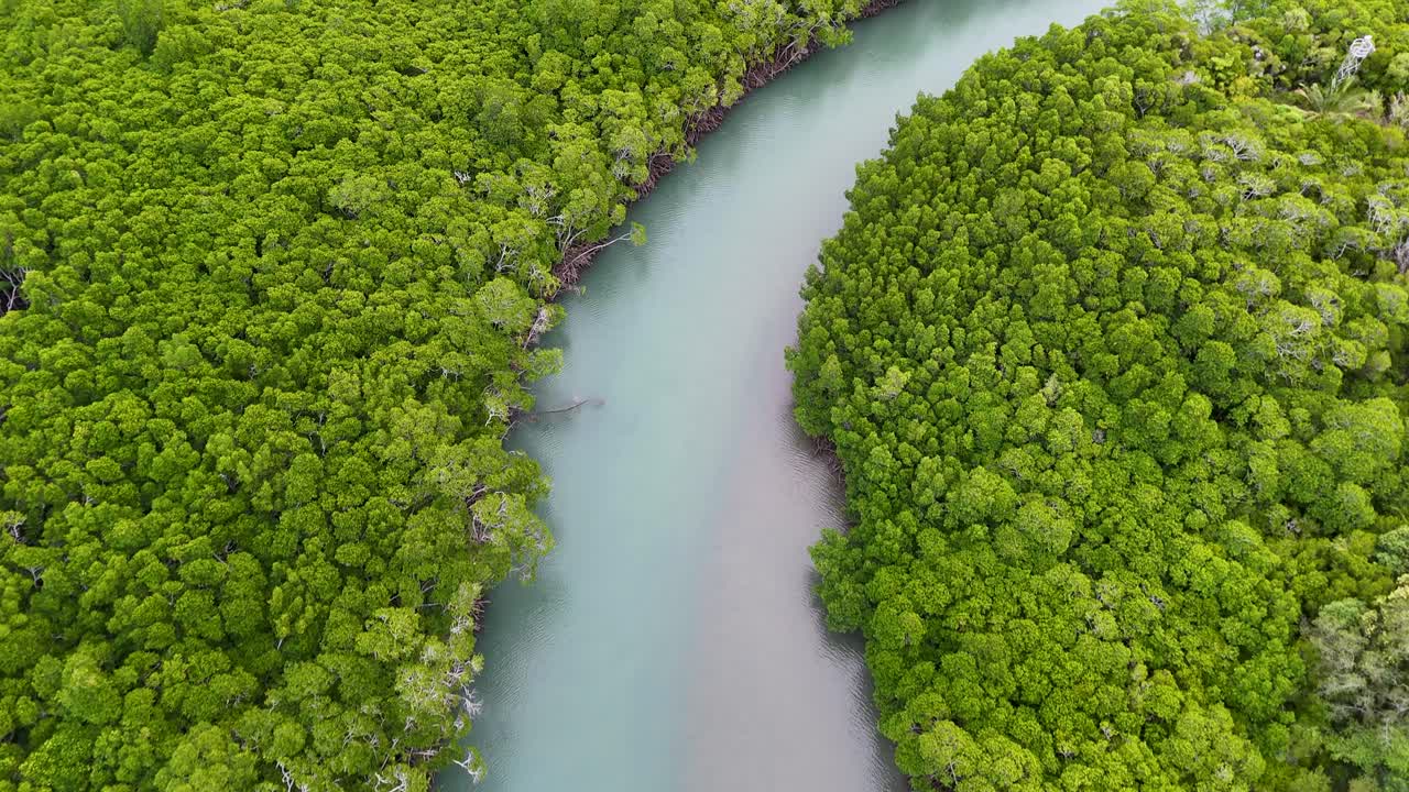 Drone footage captures vibrant green mangroves along a winding river in Port Douglas, Australia, under soft, natural lighting