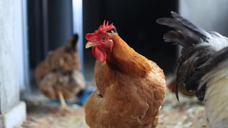 adult hen closeup