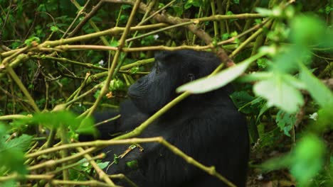 Wilder-Gorilla-Saß-Im-Regenwald-Und-Aß-Essen