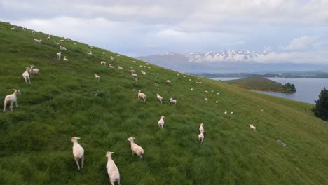 hillside sheep farm next to a lake and mountain range in background