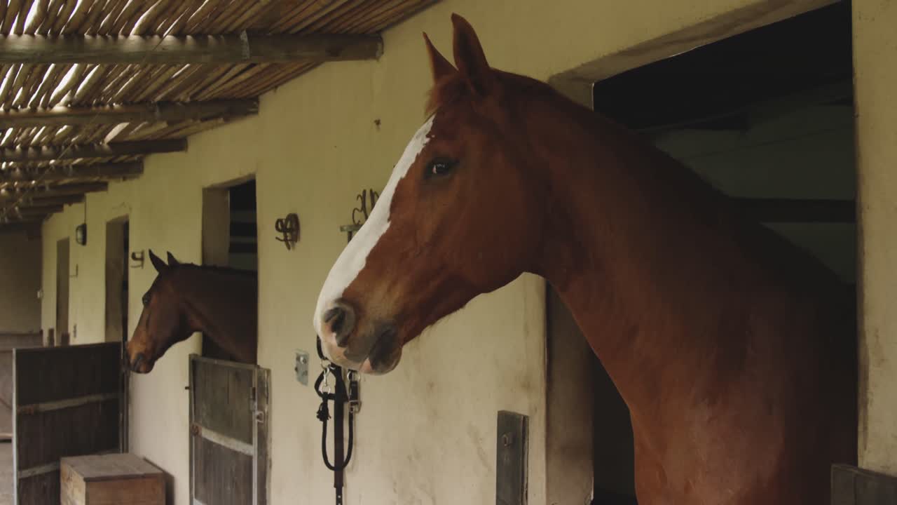 Dressage Horse waiting in a stable