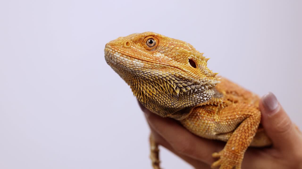 A bearded dragon is gently held, showcasing its textured skin in a well-lit environment