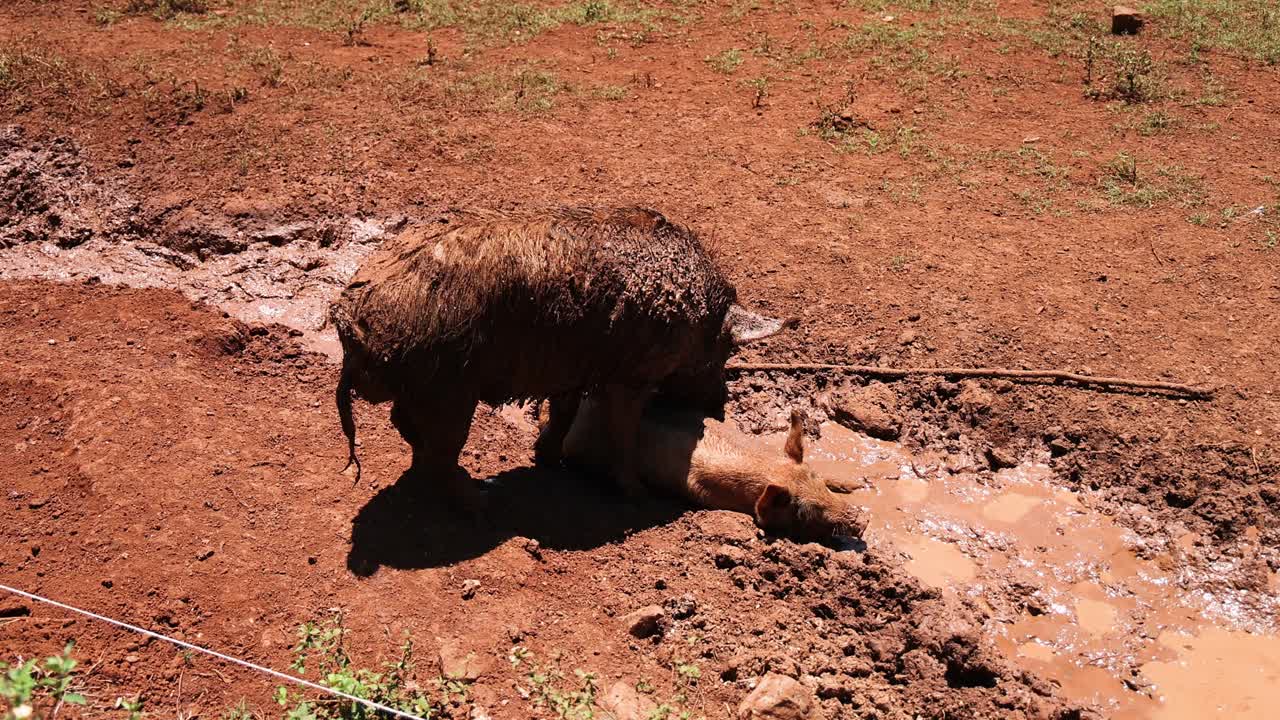 돼지는 진 웅이에서 행복하게 굴러다닙니다.