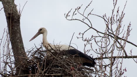 stork on top of the nest, in a tree in the fields of baixo mondego