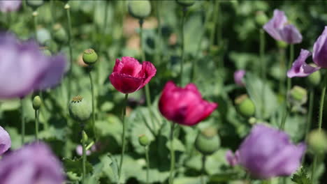 Una-Flor-De-Amapola-Roja-Crece-En-Un-Campo