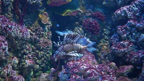 clearfin lionfish (pterois radiata), also called the tailbar lionfish