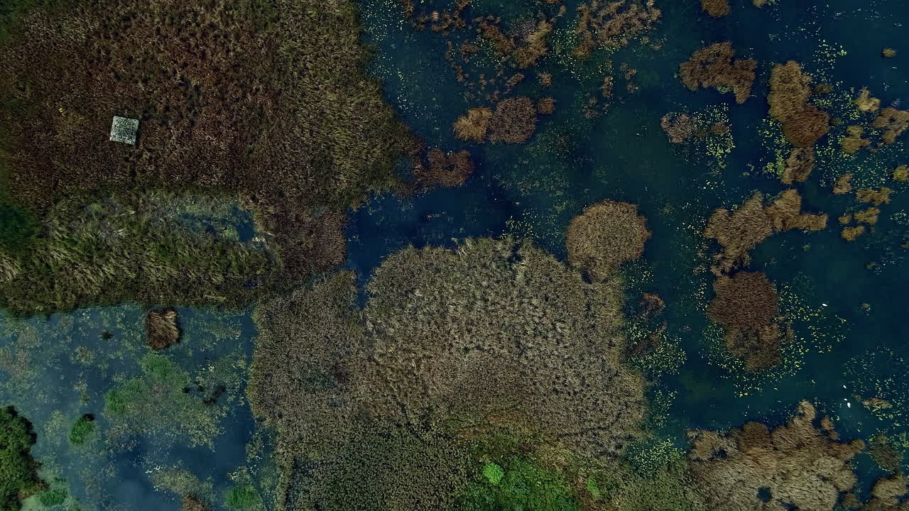 Drone overview over calm lake water with thick under growth at daytime