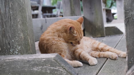 orange cat cleaning fur, close up