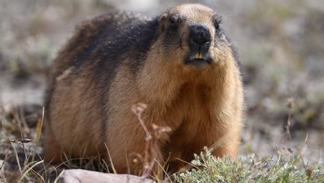 la marmota de cola larga o marmota dorada en busca de comida