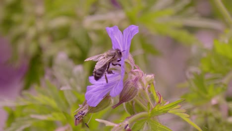 a honey bee in a geranium flower, pollinating, gathering nectar and pollen. centre framed slowed down four times. the flower is a purple colour and the bee exits to the top left of the clip.