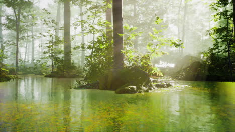 panoramic of the forest with river reflecting the trees in the water