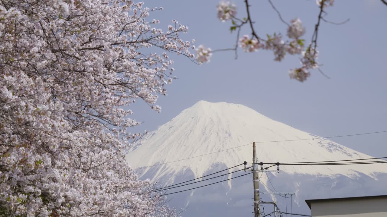 Stunning slow motion slider over cherry blossoms at Mt. Fuji in Japan