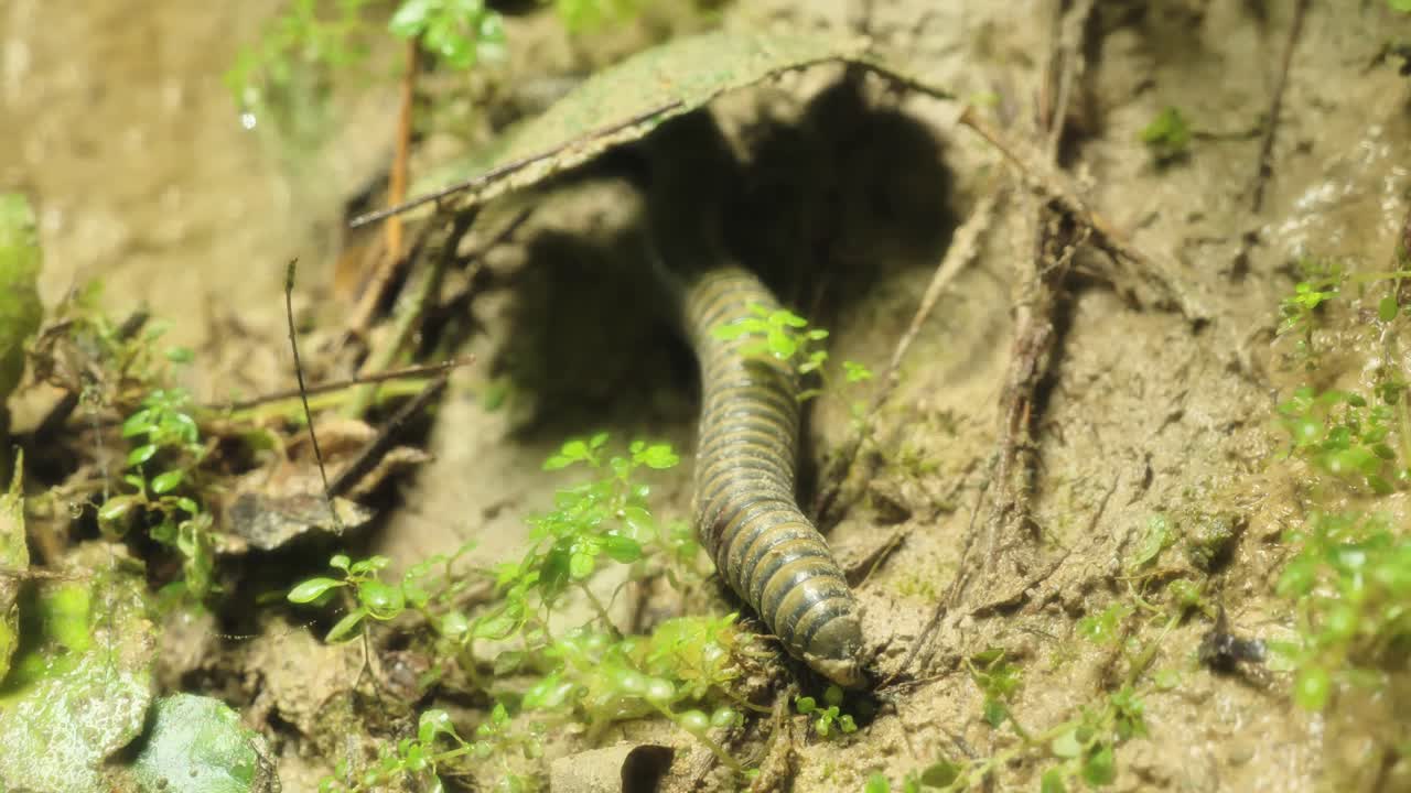 Milípede marrom rasteja de pequena toca pela terra úmida da selva nas Filipinas.