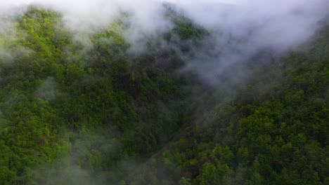 aerial: misty mountainside forest, low cloud fog over trees