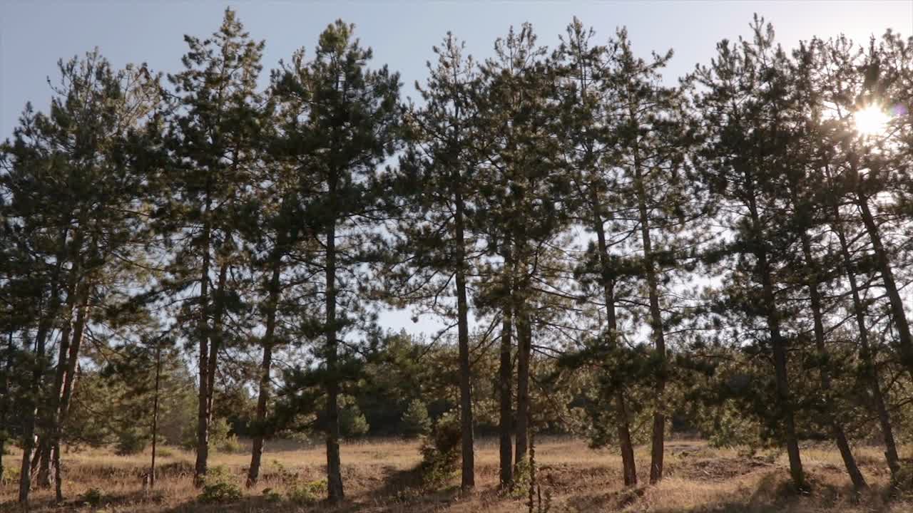 Person riding a bicycle through forest with tall trees