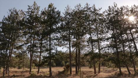 person riding a bicycle through forest with tall trees