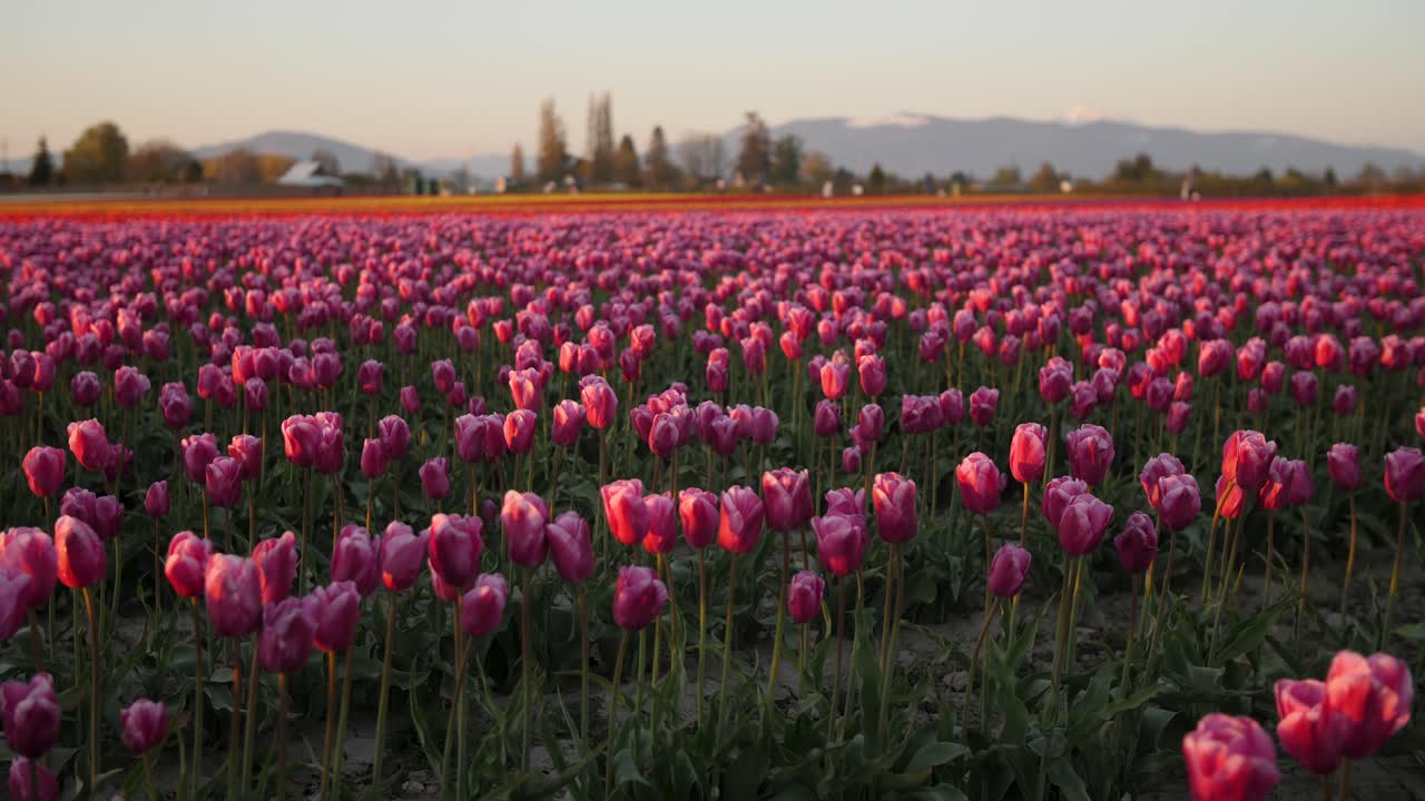 empujando hacia un campo de flores de tulipanes rosas