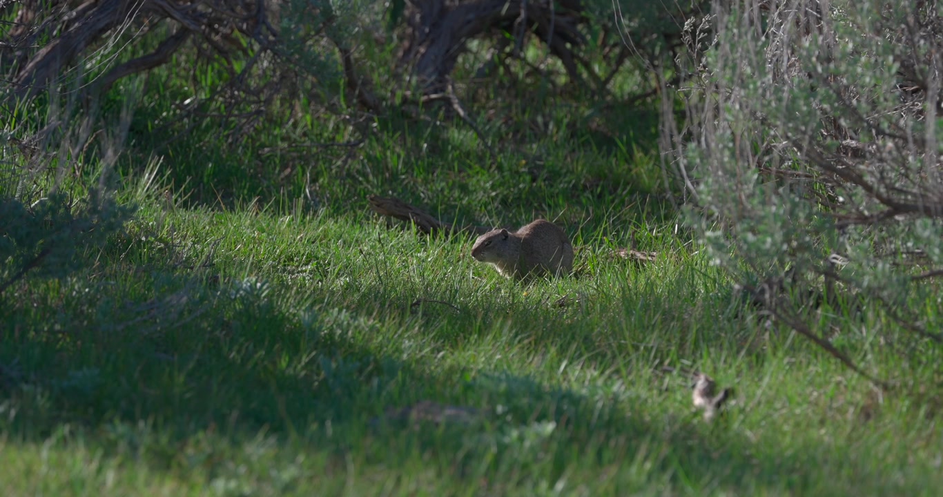 Mid shot of a Uinta ground squirrel feeding naturally among meadow vegetation in North America. Wildlife footage capturing calm foraging behaviour in its natural habitat.