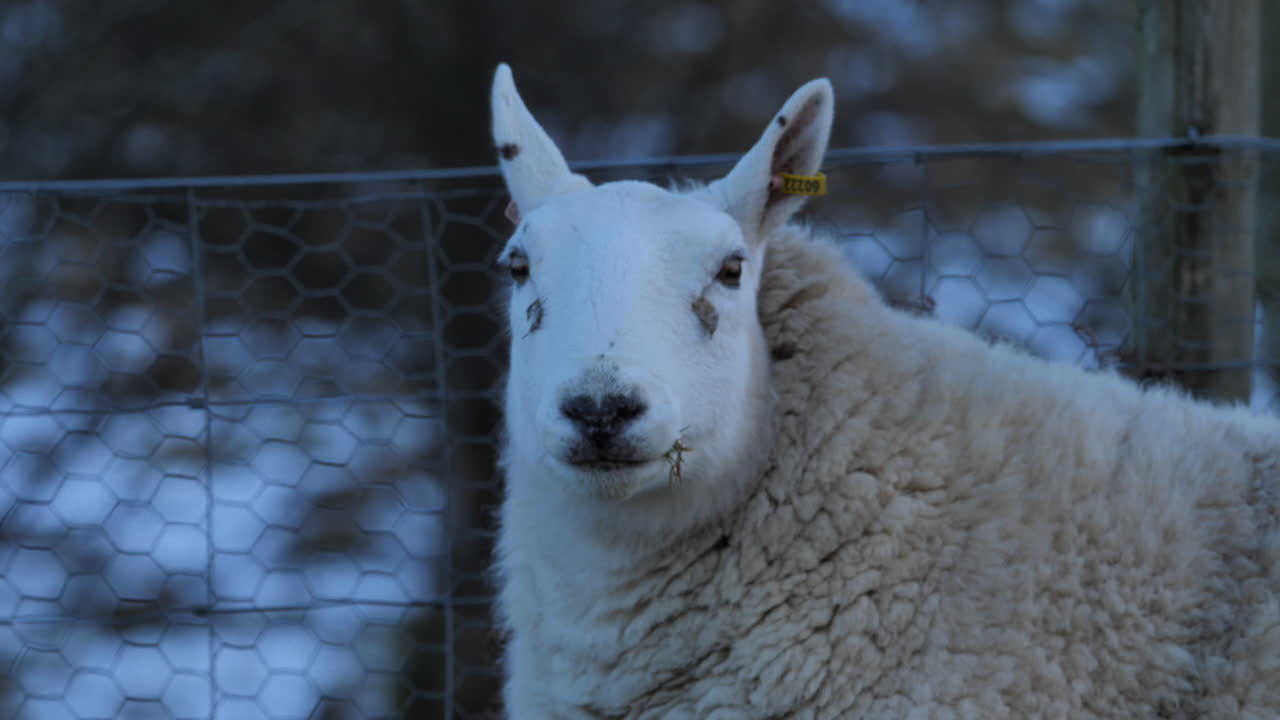 Close up footage of a young ewe sheep carefully watching on a cold winter's afternoon surrounded by snow and farmland