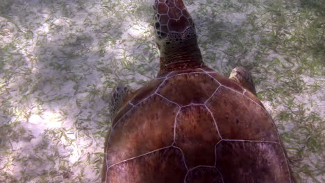 loggerhead turtle underwater