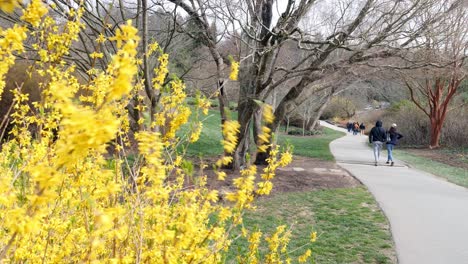 spring | forsythia in bloom | walk along trail | biltmore house trail | 4k