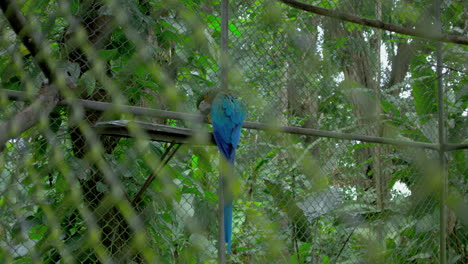 gran guacamayo en entorno cerrado, en rehabilitación