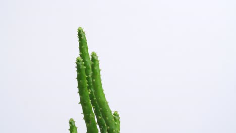 primer plano de la planta opuntia salmiana girando a su alrededor en el fondo blanco de la pantalla