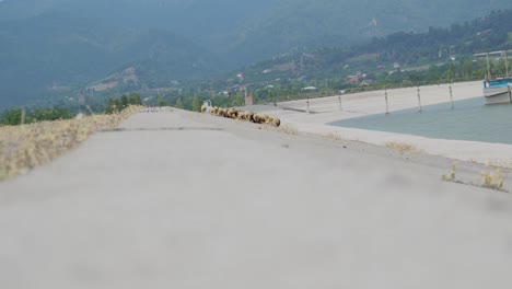 group of sheeps eating grass with the mountain and water basin background. astonishing pastoral scenery with herd of domestic animals at highland.