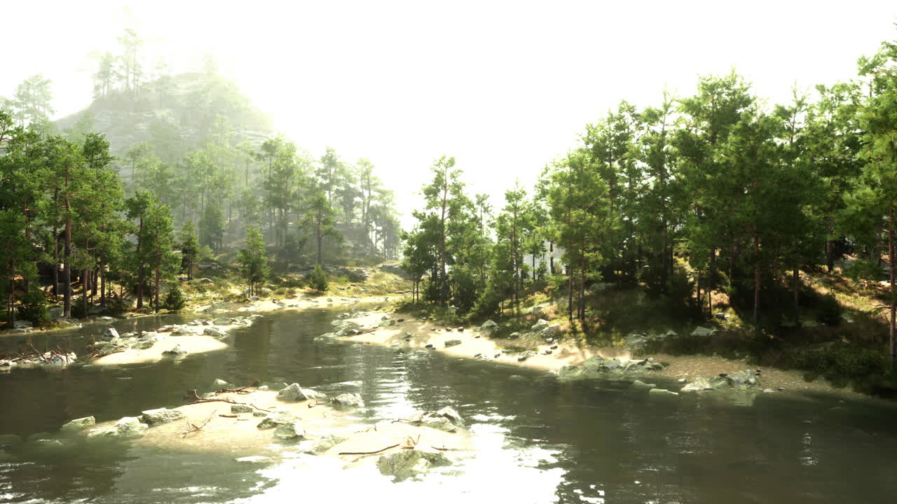 조용한 숲의 강