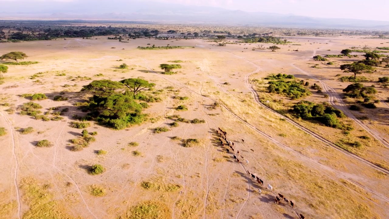 Riprese con drone di bestiame Maasai al pascolo e che cammina attraverso le vaste pianure delle aree protette di Amboseli sotto il caldo sole serale, mostrando il pastoralismo tradizionale nell'iconica savana del Kenya.