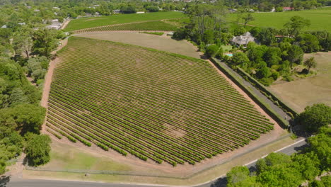 Vista-De-ángulo-Alto-Del-Campo-Con-Hileras-De-Plantas-Verdes.-Inclinar-Hacia-Arriba-Revela-Edificios-En-Una-Rica-Vegetación-En-Un-Suburbio-Residencial.-Ciudad-Del-Cabo,-Sudáfrica