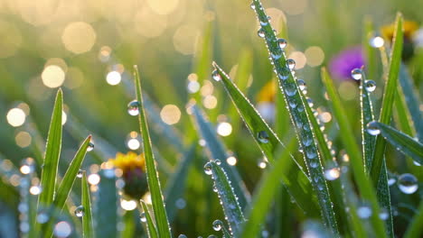 morning dew on grass