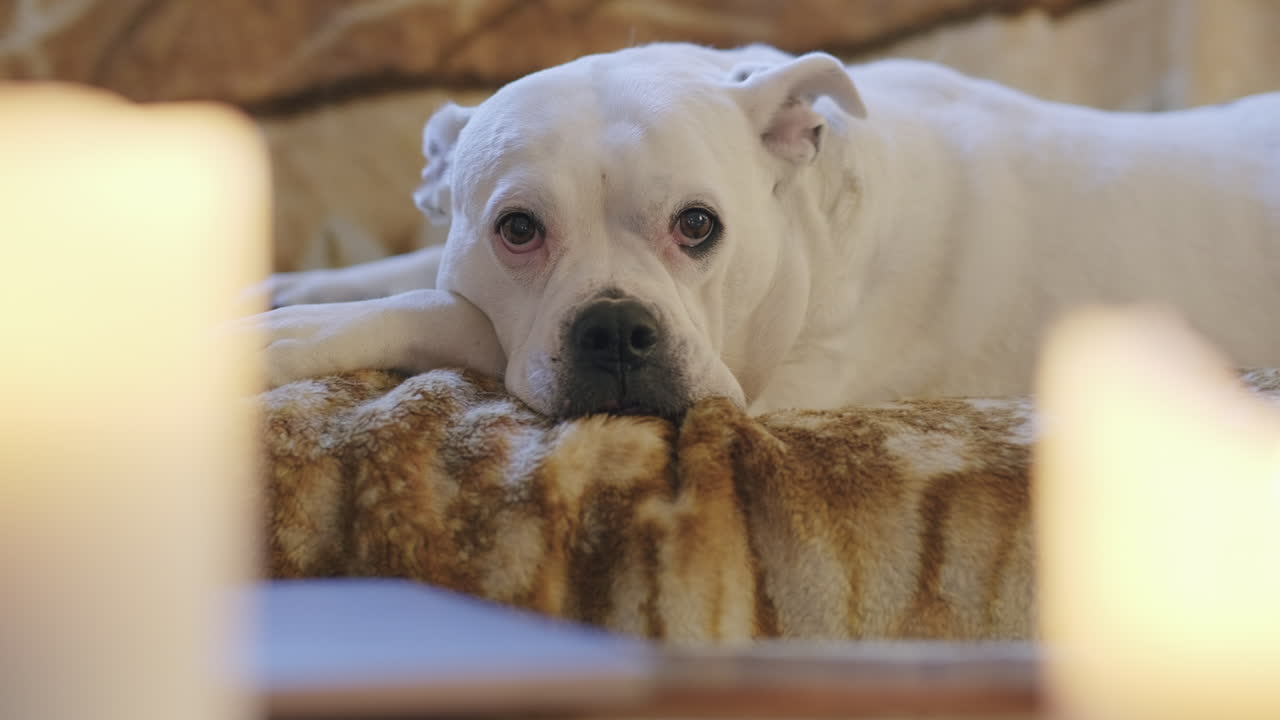 개가 소파에 누워 두 개의 촛불 사이에서 카메라를 보고 꼬리를 흔들고 있습니다.