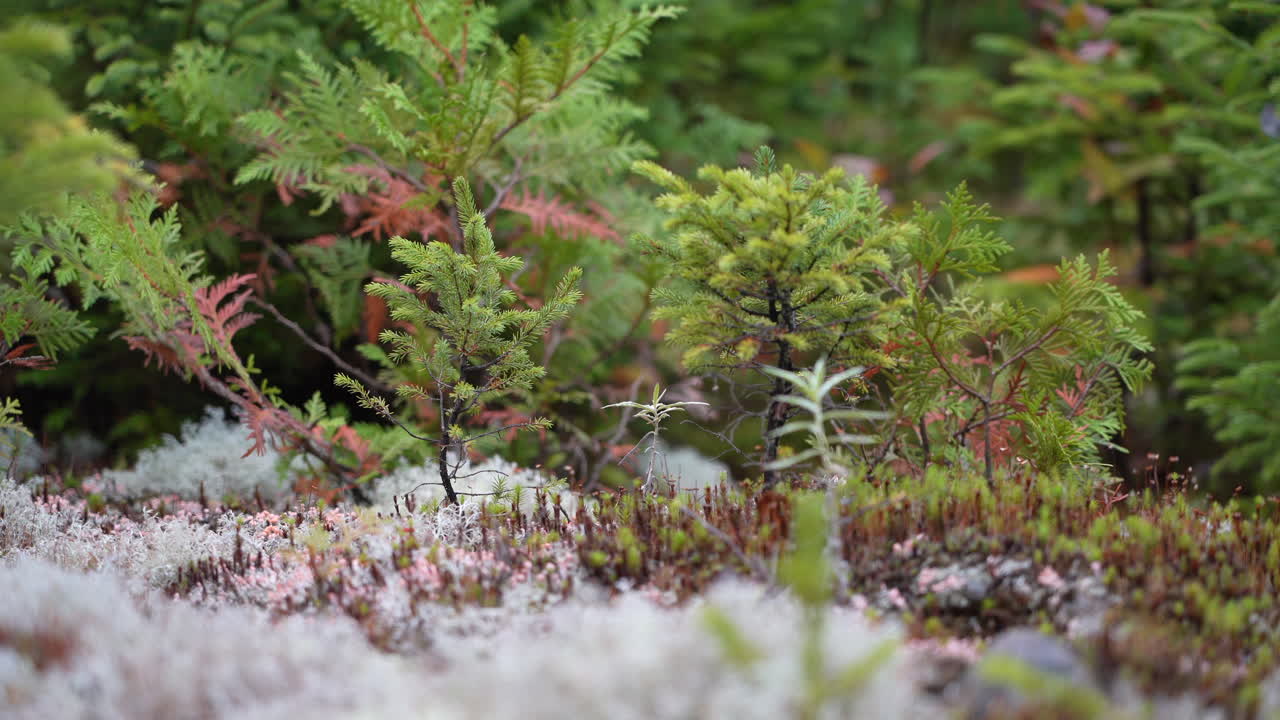 Close-up of white lichen and tiny pine trees on tundra in Mauricie, Quebec, Canada. Autumn light highlights textures and peaceful natural details