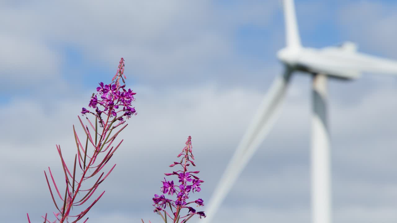 Purple fireweed flowers sway as wind turbine blades spin in a bright, cloudy landscape