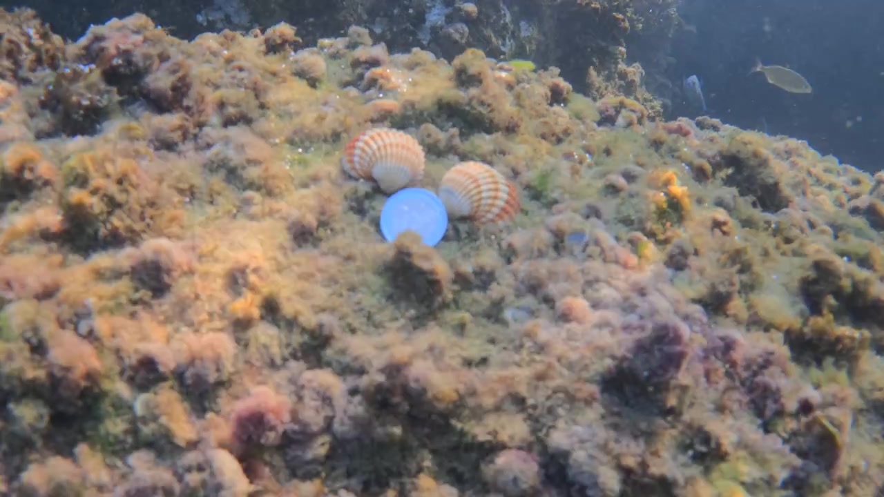 Onderwaterzicht van twee sint-jakobsschelpen en een munt op een rotsachtige oceaanbodem, omringd door mariene algen en planten