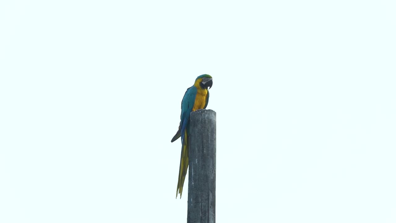 el lejano guacamayo azul y amarillo está descansando en el poste con fondo blanco, slowmo