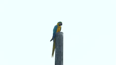 distant blue and yellow macaw is resting on pole with white background, slowmo