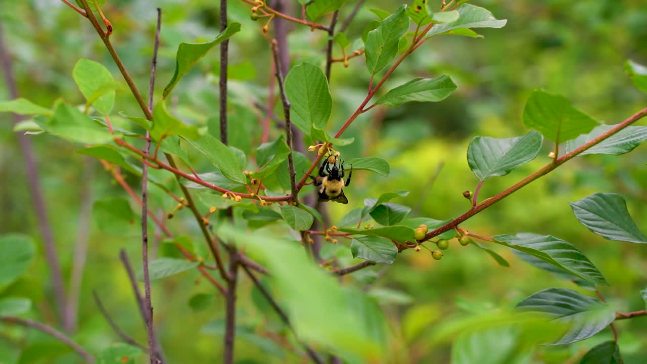 정원의 꽃에서 꽃가루를 모으는 범블비