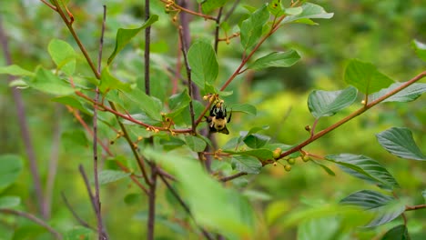 Bumblebee-gathering-pollen-from-flowers-in-the-garden