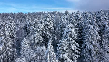 Atemberaubende-Drohnenaufnahmen-über-Einem-Schneebedeckten-Wald