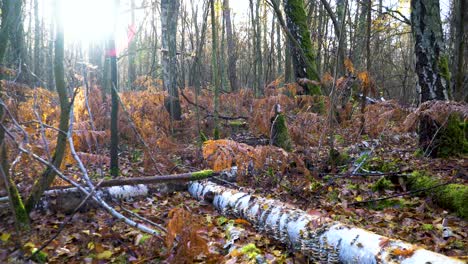 crawling on forest ground passing withered plants and dead tree trunks