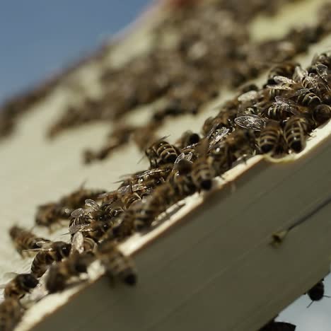 Close Up Of Hardworking Bees On Hive. Close up view of the working bees on honeycomb in summer day