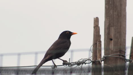 male blackbird with yellow bill standing on metal wire and flying away