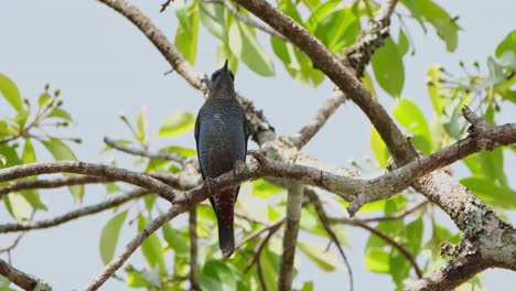 la cámara se aleja mientras se ve posado en una rama bajo las hojas del árbol, azul rocoso monticola solitario macho