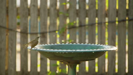 brown honeyeater dips in the water, splashing around in a green birdbath